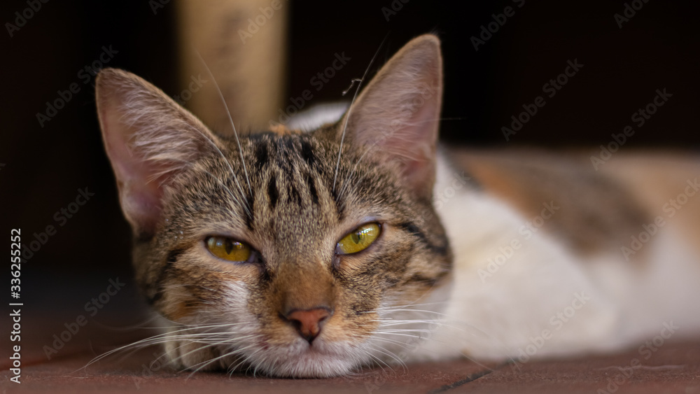 portrait of a cat portrait of a cat