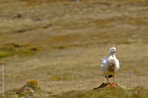 Andean goose (Chloephaga melanoptera) perched on the grassland in its natural environment in the puna. photo