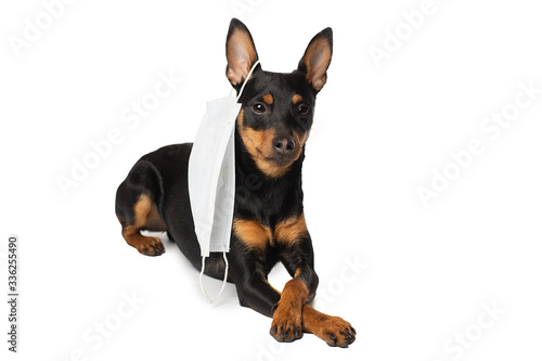 Dog with a medical mask. Miniature Pinscher on a white background. Epidemic © vivienstock