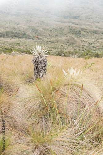 Chingaza, Colombia. Paramo ecosystem, frailejones, espeletia grandiflora photo