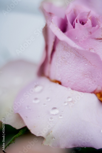 Wallpaper Mural elegant wedding decorations made of natural flowers Torontodigital.ca