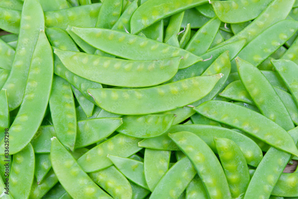 green snow pea pods background. green snow pea pods background.