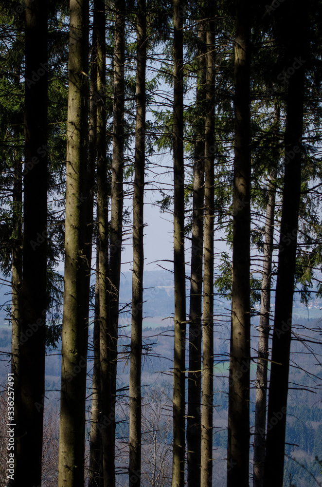 Obraz premium Look though the forest