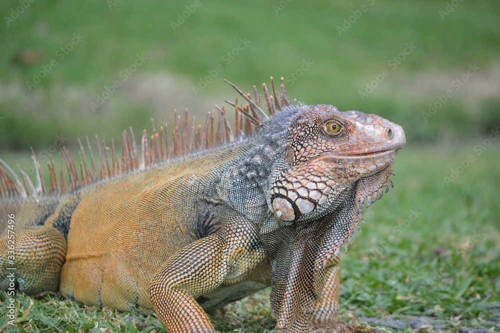 Naklejka premium Iguana