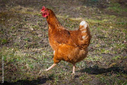 Homemade red-colored chicken walks in the yard