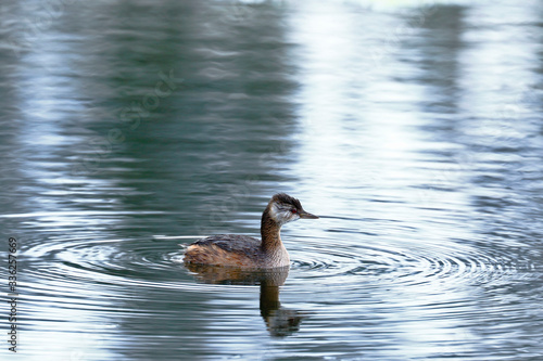Silvery grebe (Podiceps occipitalis) swimming over wetland in its natural environment. photo