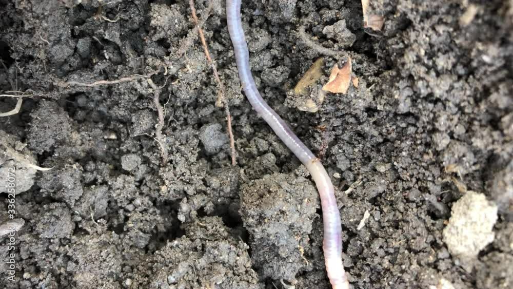 worm in the ground in the garden worm in the ground in the garden