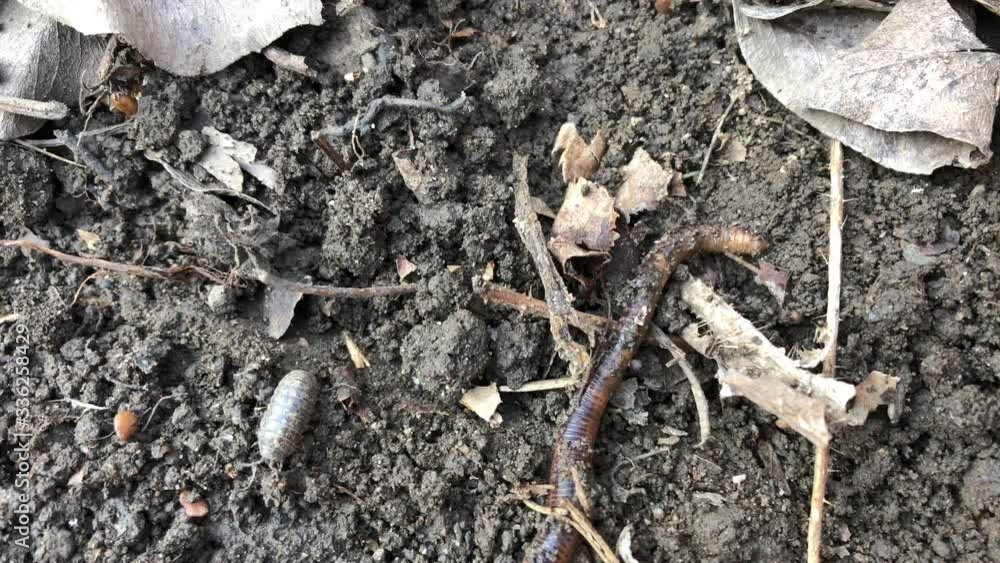 wood lice and worm in the ground. insect life wood lice and worm in the ground. insect life