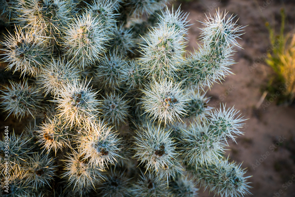 cactus close up cactus close up