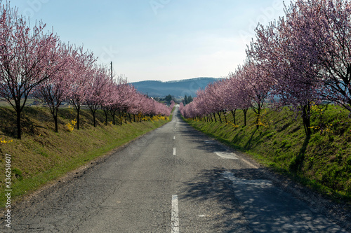 Blooming wild plum trees along the road in Berkenye  Hungary.