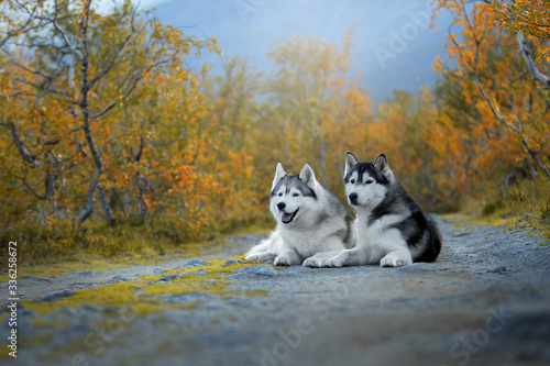 Two Siberian Husky dogs are lying on the road. The Khibiny mountains © vivienstock