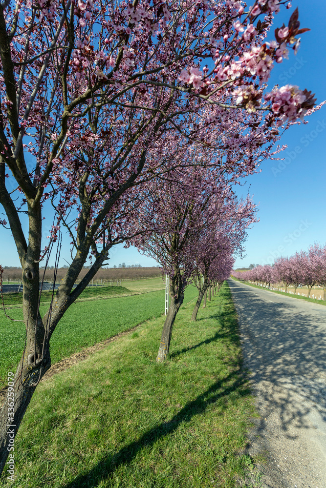 Blooming wild plum trees along the road in Berkenye, Hungary.