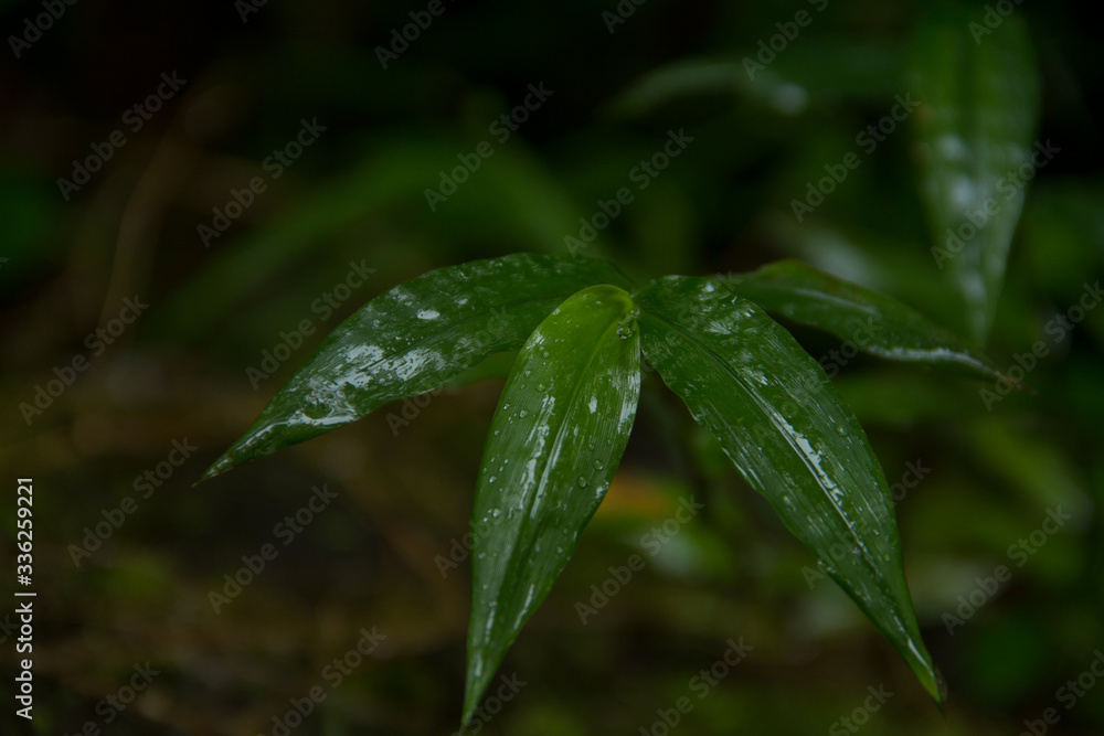water drop on a leaf water drop on a leaf
