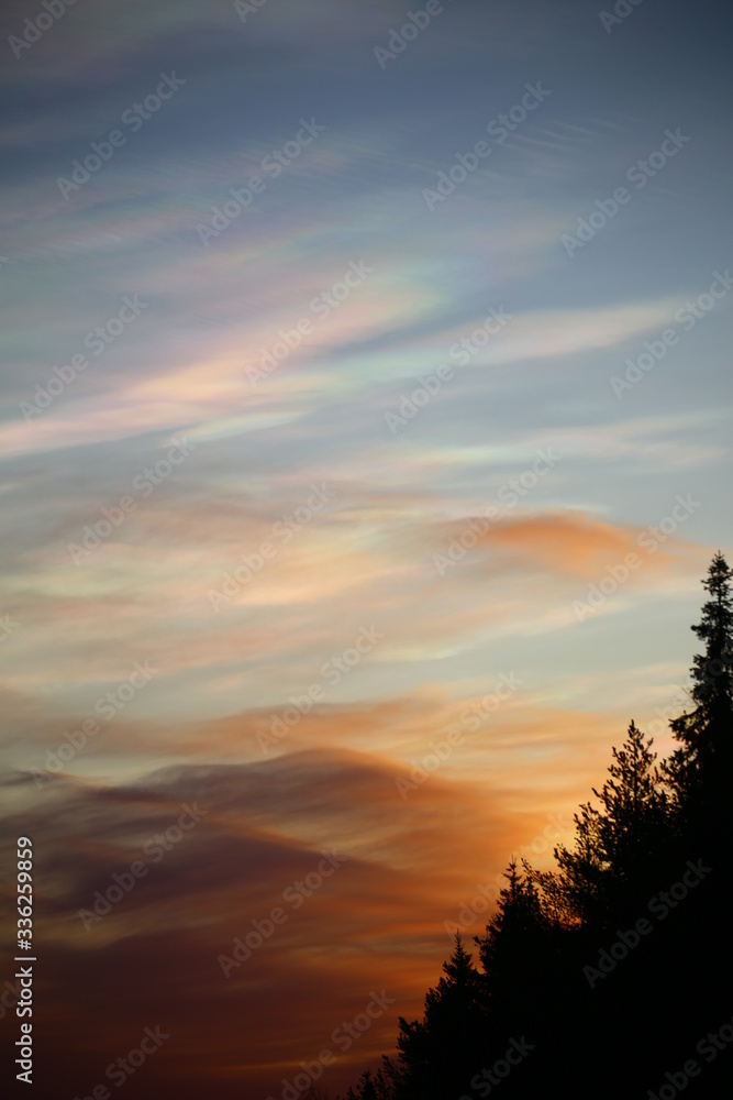 Fototapeta premium Nacreous clouds in the morning over forest silhouette