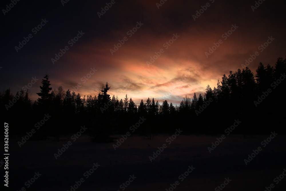 Obraz premium Nacreous and cumulus clouds in dusk over tree silhouettes