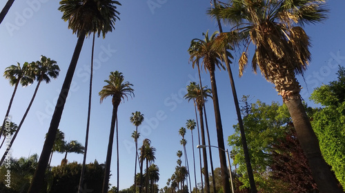 Alley of Palm Trees in Beverly Hills