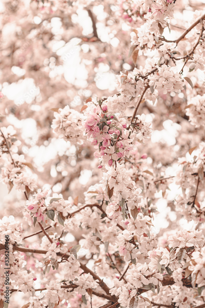 Blooming cherry sakura trees pink and white. Cherry blossoms. Denver city views during Spring time. Spring season. Beautiful bloom trees in park. Historical views. Pink and white petals on cherry tree Blooming cherry sakura trees pink and white. Cherry blossoms. Denver city views during Spring time. Spring season. Beautiful bloom trees in park. Historical views. Pink and white petals on cherry tree
