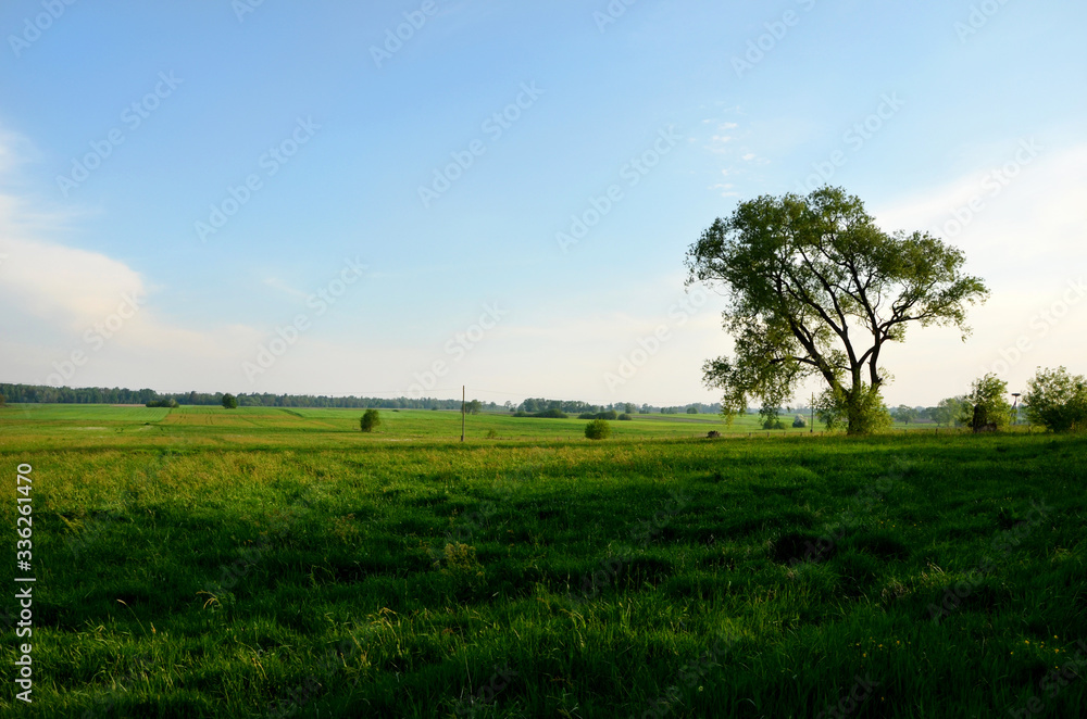 field and blue sky beautiful landscape meadow green grass pasture in the countryside