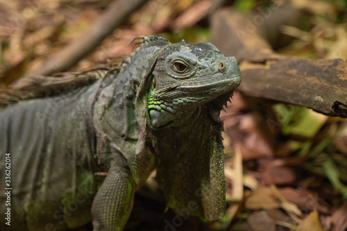 Close up of green Iguana