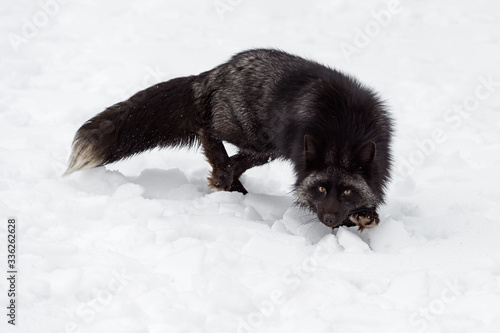 Silver Fox (Vulpes vulpes) Stares While Stepping Forward in Snow Winter © hkuchera
