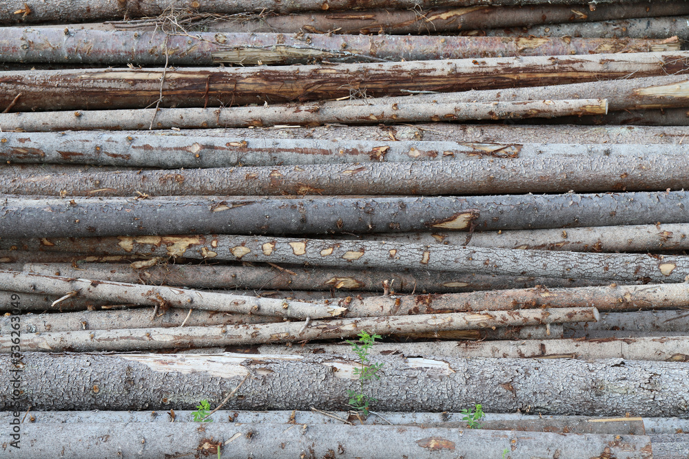 felled tree trunks when felling in the forest