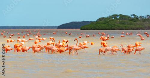 A large flock of American Flamingo (Phoenicopterus ruber) with mangrove forest, Celestun Biosphere Reserve, Yucatan Peninsula, Mexico.
