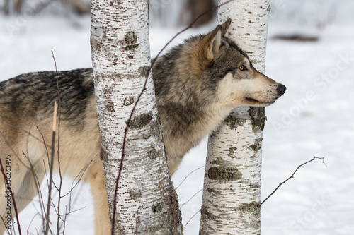 Grey Wolf (Canis lupus) Stands Between Trees Looking Right Winter