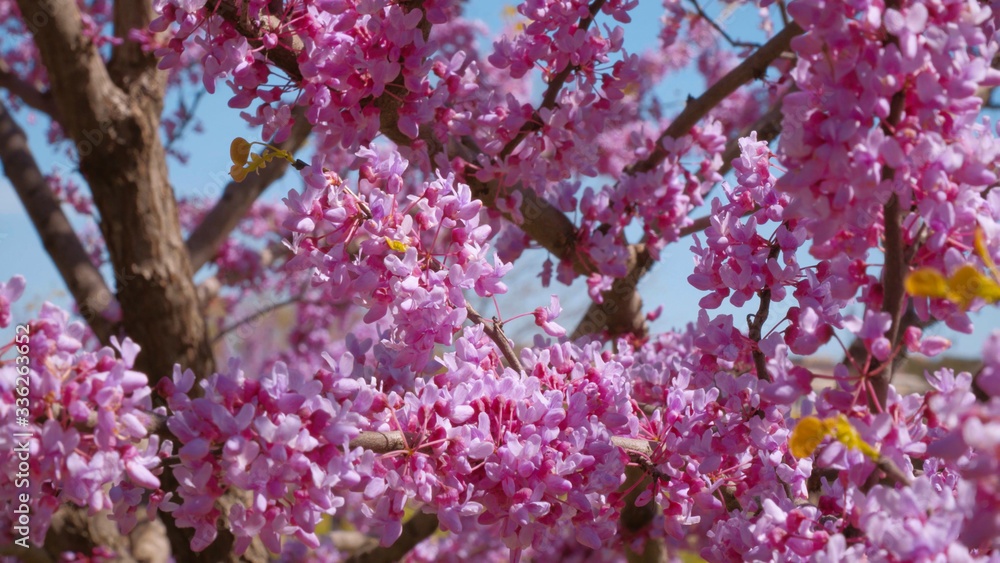 Asian Cherry Tree blossoms in Washington Asian Cherry Tree blossoms in Washington
