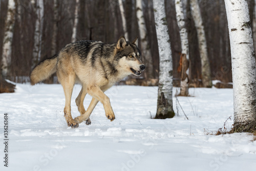 Grey Wolf  Canis lupus  Runs Right Through Snowy Birch Forest Winter
