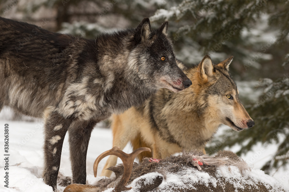 Naklejka premium Black Phase and Grey Wolf (Canis lupus) Looks Right Over White-Tail Deer Carcass Winter