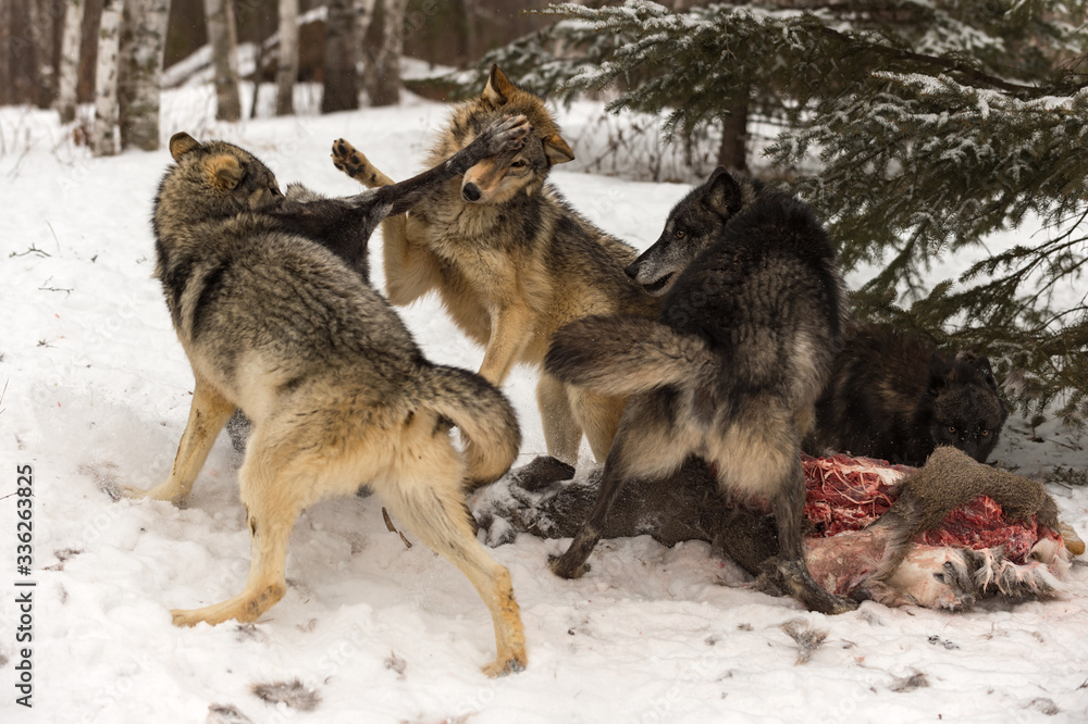 Grey Wolf (Canis lupus) Pack Scuffles Around White-Tail Deer Carcass Winter