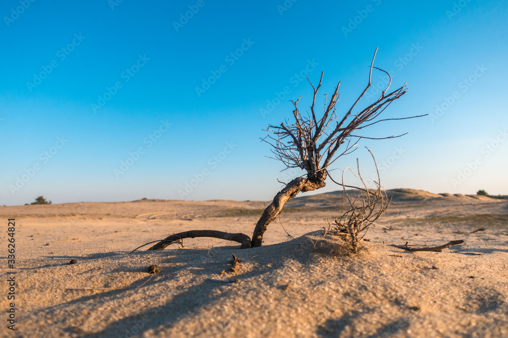 Dry plant in sand on the desert