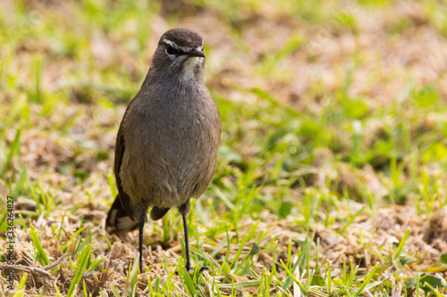 Canvas Print Karoo scrub robin bird walking on grass