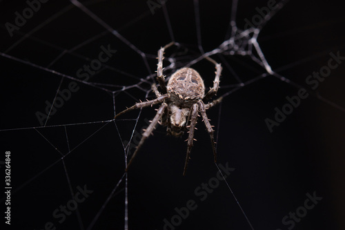 Close up macro shot spider (garden orb weaving spider) climbs on the web. photo