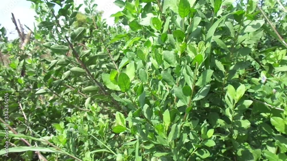 Pluchea indica (Indian camphorweed, Indian fleabane, Indian pluchea, Baccharis indica L) with natural background. This plant contains β-sitosterol and stigmasterol, which have antidiabetic properties. Pluchea indica (Indian camphorweed, Indian fleabane, Indian pluchea, Baccharis indica L) with natural background. This plant contains β-sitosterol and stigmasterol, which have antidiabetic properties.