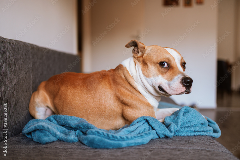 
Adorable brown dog breed American Stafford Terrier is lying on the bed