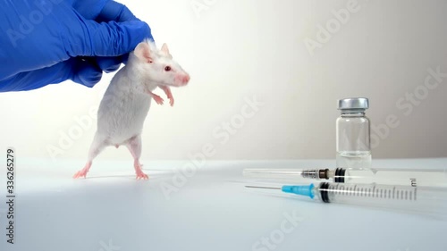 A scientist in blue gloves holding white abino lab laboratory mouse by scruff in order to conduct an experiment and test vaccine