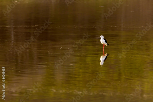 Black-winged stilt standing in the water 