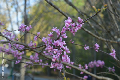pink flowers blooming