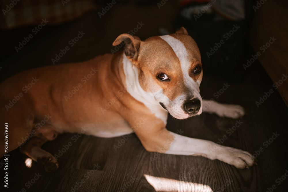 A cute brown dog lies on the floor. Terrier and sunbeams out the window