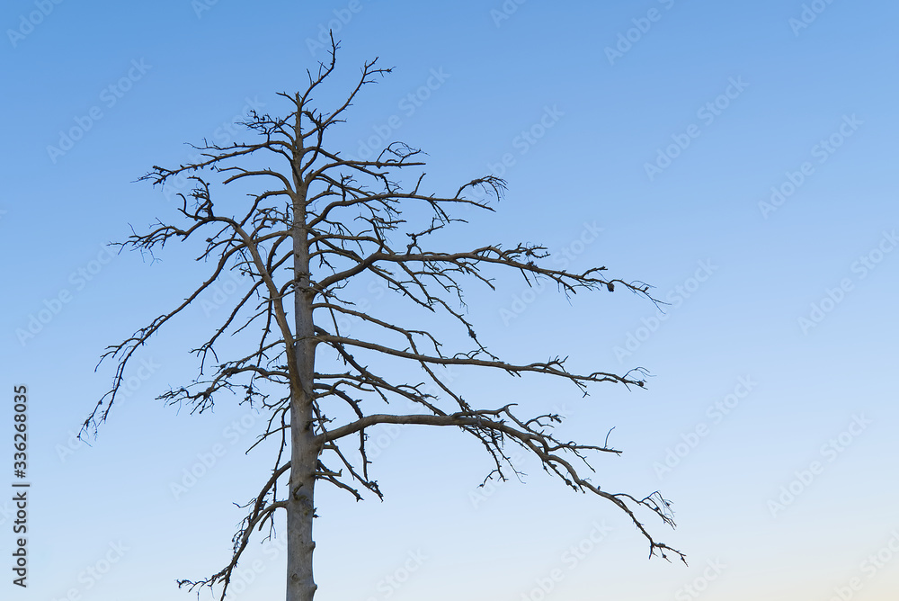 A silhouette of a tree that dried on a swamp. dry tree against a clear blue sky A silhouette of a tree that dried on a swamp. dry tree against a clear blue sky