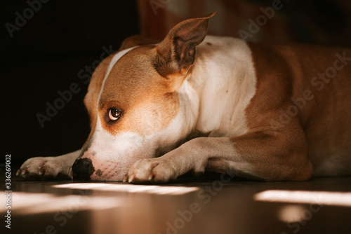 A cute brown dog lies on the floor. Terrier and sunbeams out the window © Dragica