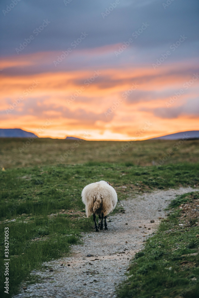 Obraz premium Sheep walking towards sunset on a path in a green field