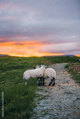 Lambs loving each other during sunset on the Isle of Skye in Scotland