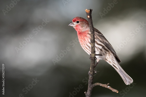 House Finch Perched Delicately on a Slender Branch