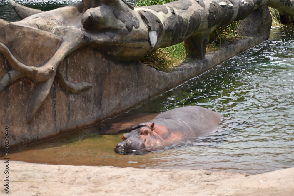 Fototapeta premium Hipopotamo