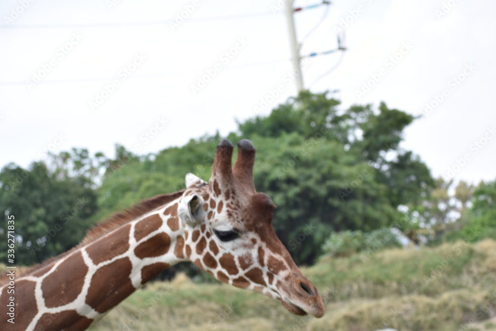 Obraz premium Jirafa