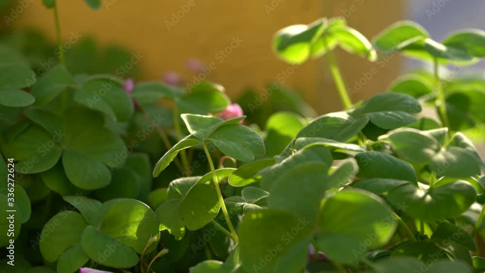 Green clover leaf for background and St. Patrick's Day background Green clover leaf for background and St. Patrick's Day background