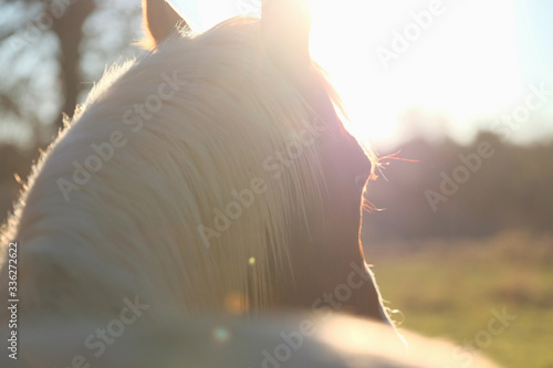 Valokuva Close up lifestyle portrait of horse in soft romantic morning sunlight