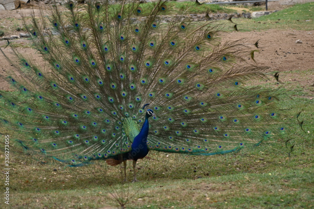 Obraz premium Pavoreal